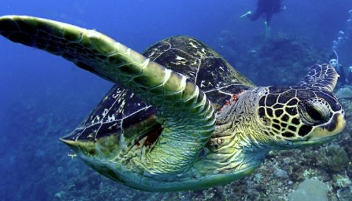 魚へんの漢字まとめ 東大王 難読漢字 番外編 プラスネット