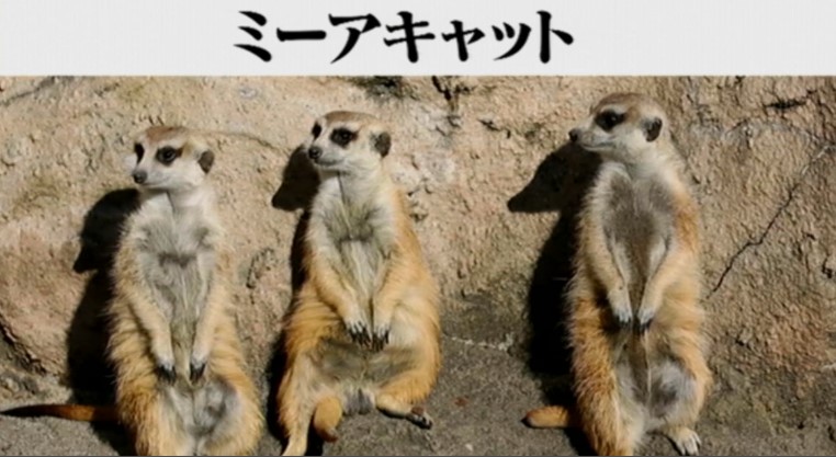 令和4年4月12日この動物飼える 飼えない 今夜はナゾトレ プラスネット