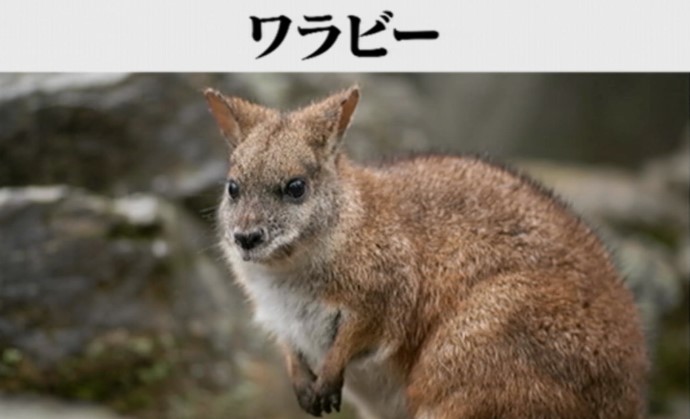 令和4年4月12日この動物飼える 飼えない 今夜はナゾトレ プラスネット